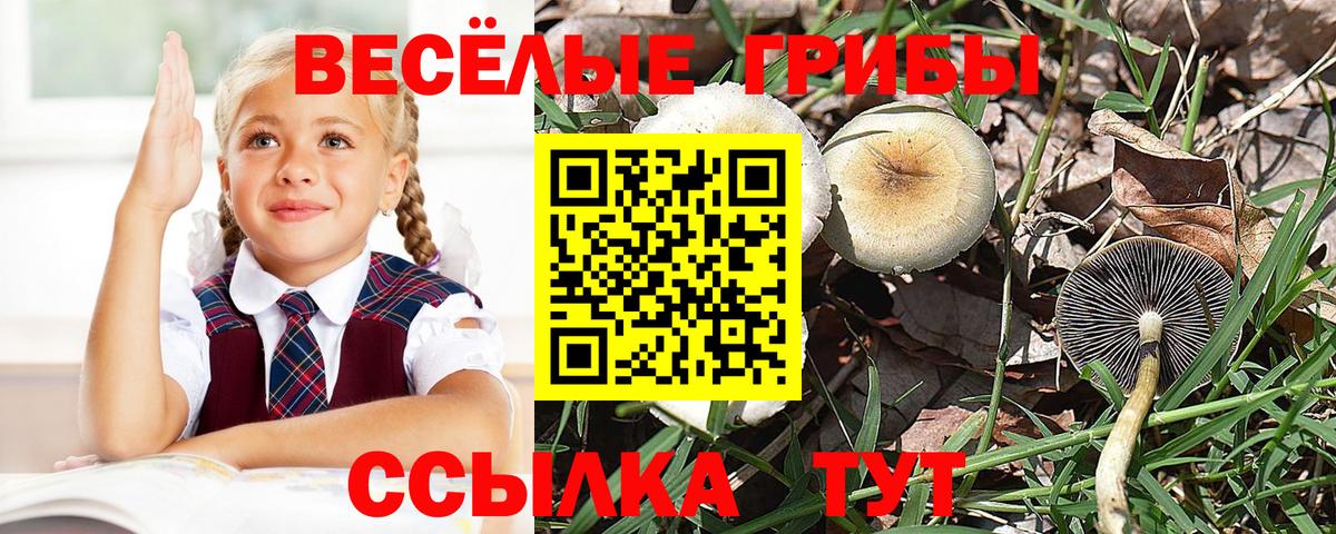 Северск  Псилоцибиновые грибы мицелий  Галлюциногенные грибы прущие грибы  Вход с VPN 